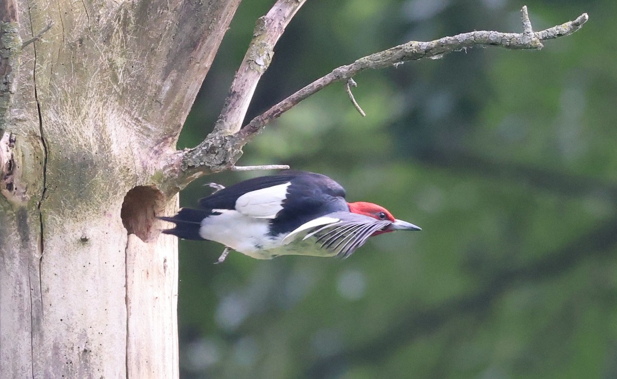 Red-headed Woodpecker - ML638639134