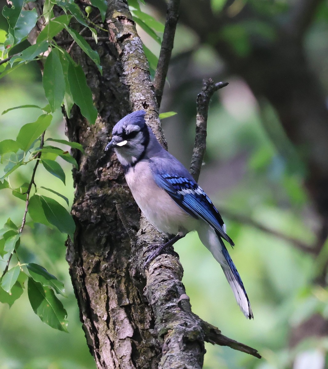 Blue Jay - ML638639143