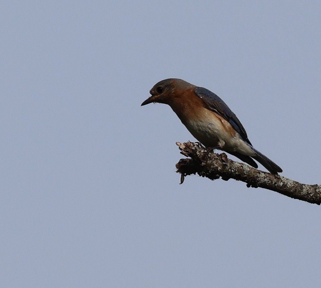 Eastern Bluebird - ML638639150