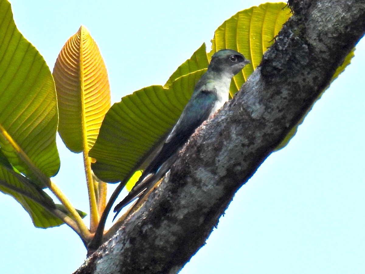 Gray-rumped Treeswift - ML638639164