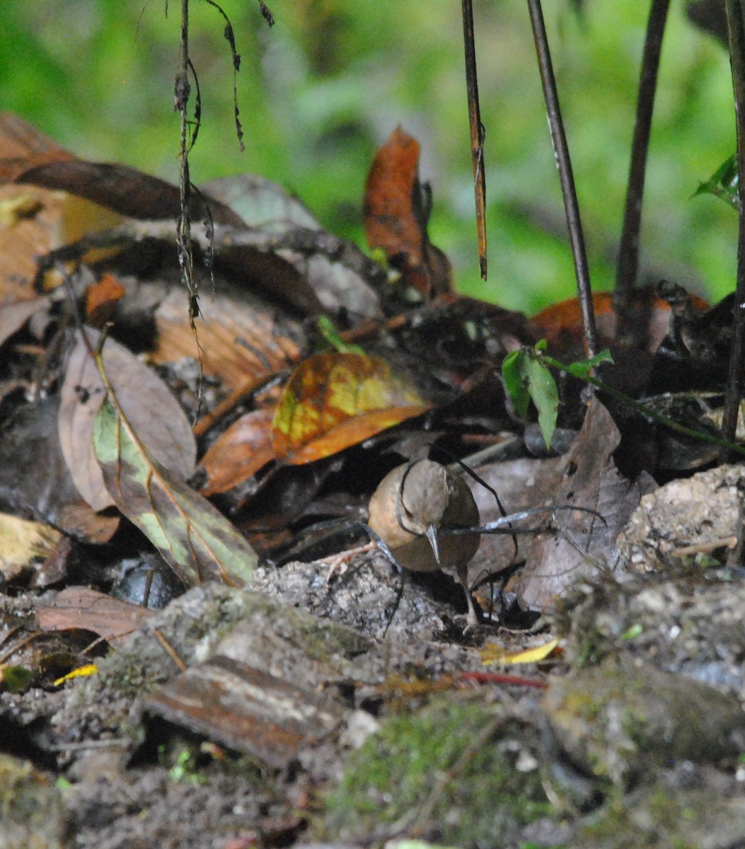 Mountain Wren - ML638639170