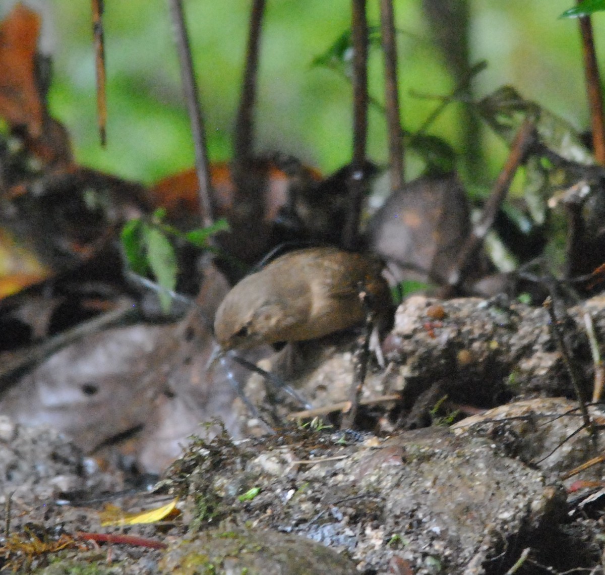 Mountain Wren - ML638639171