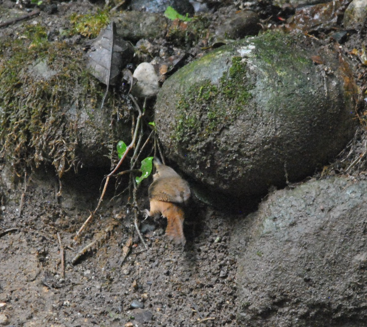 Mountain Wren - ML638639172