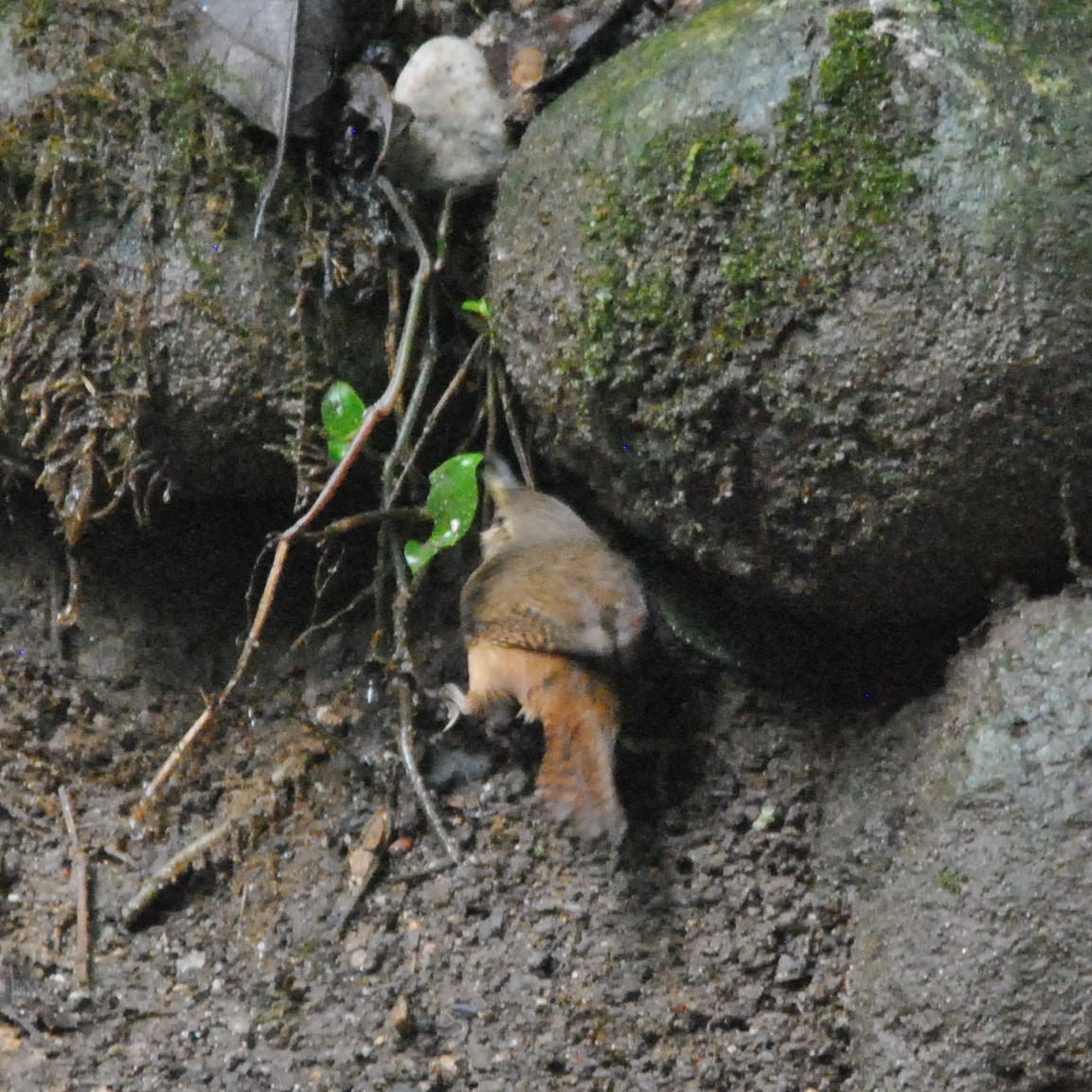 Mountain Wren - ML638639173