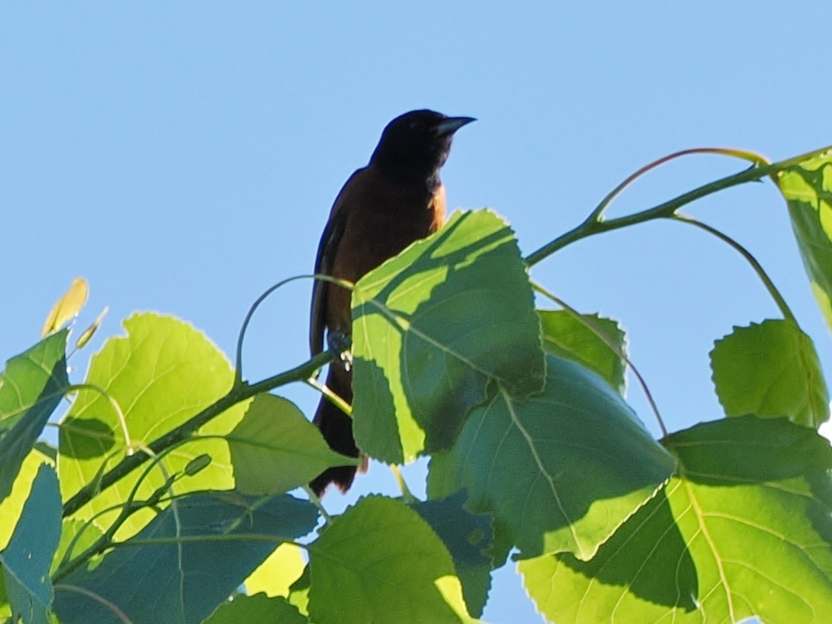Orchard Oriole - ML638639198
