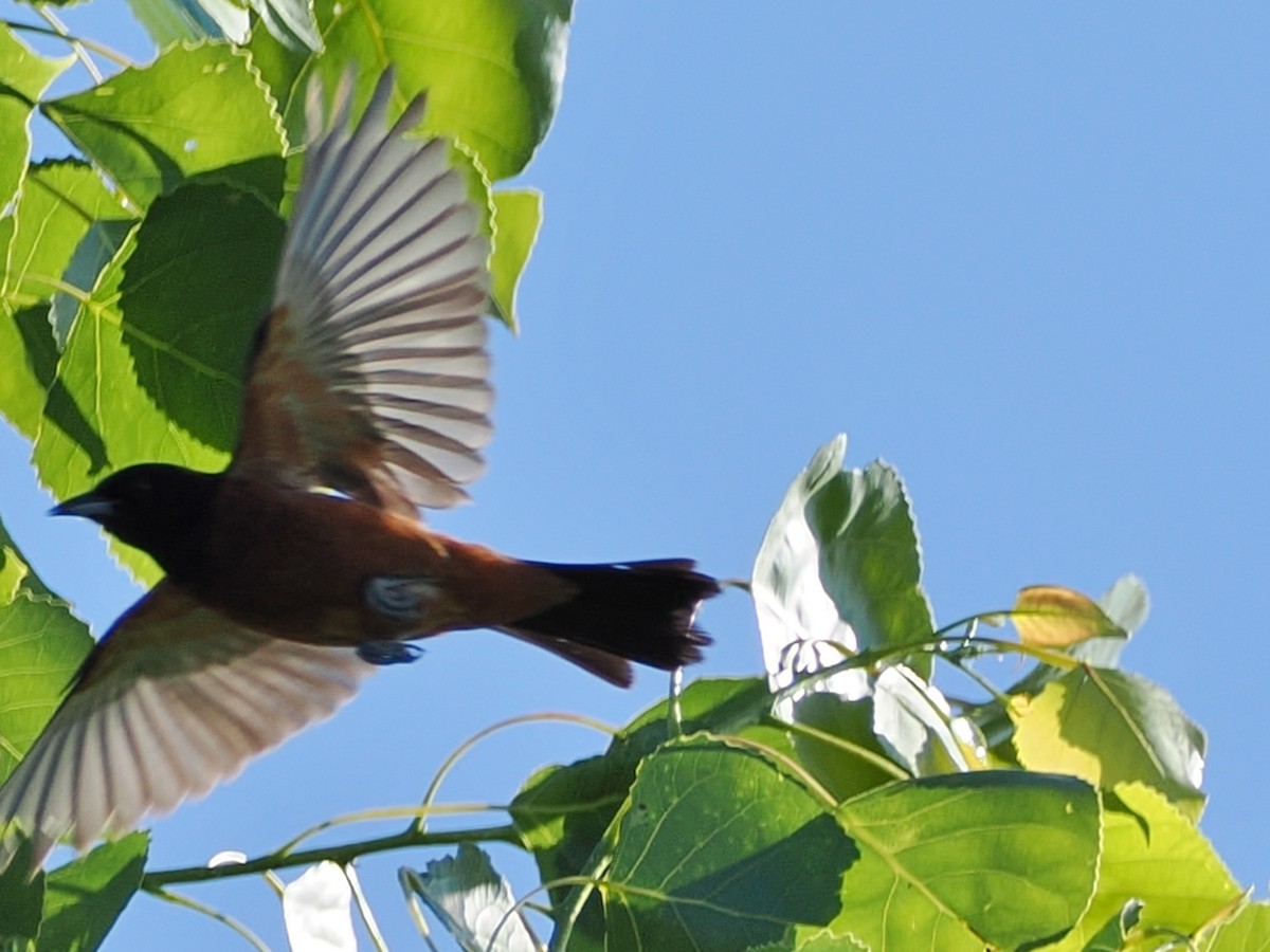 Orchard Oriole - ML638639201