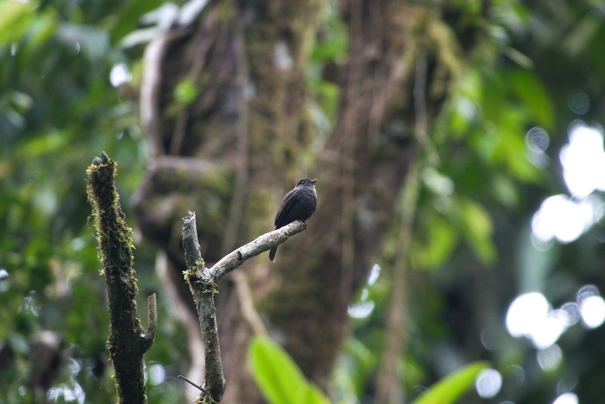 White-throated Pewee - ML638639243