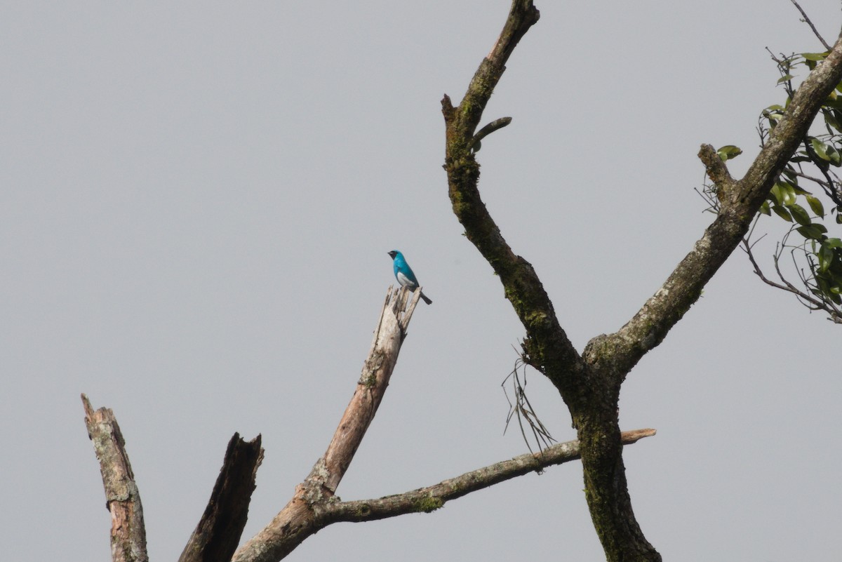 Swallow Tanager - ML638639249