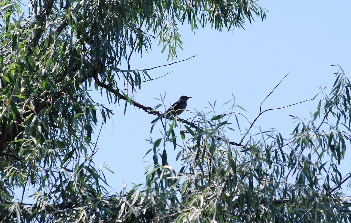 Gray Catbird - ML638639257