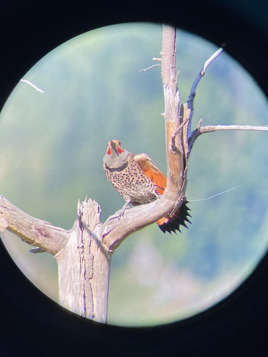 Northern Flicker - ML638639261