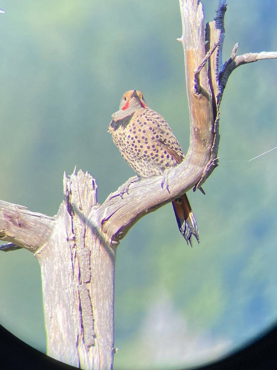 Northern Flicker - ML638639263