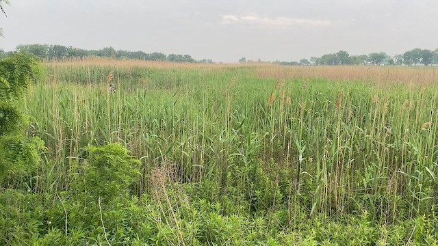 chřástal tmavý - ML638639325