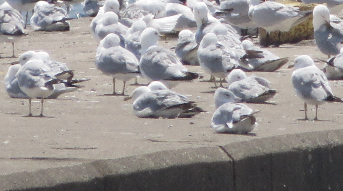 Ring-billed Gull - ML638639339