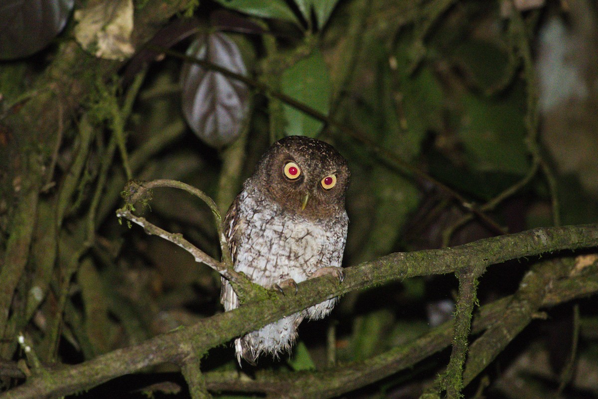 Foothill Screech-Owl - ML638639367