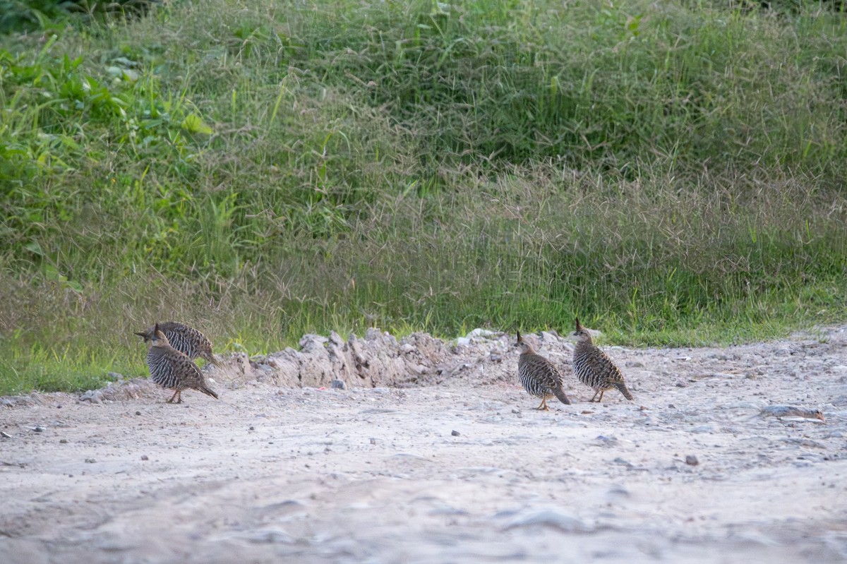 Banded Quail - ML638639369