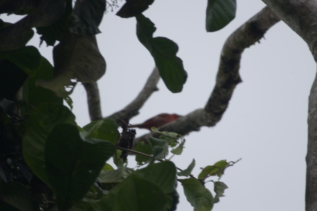 Hepatic Tanager - ML638639373