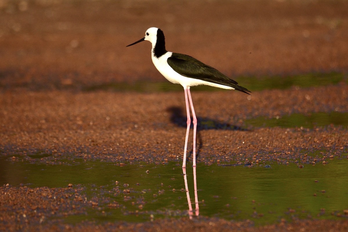 Pied Stilt - ML638639387