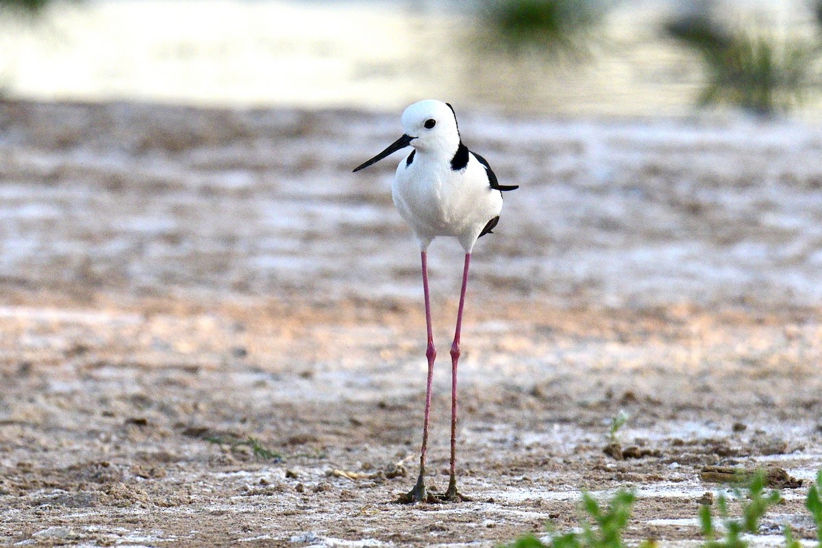 Pied Stilt - ML638639388