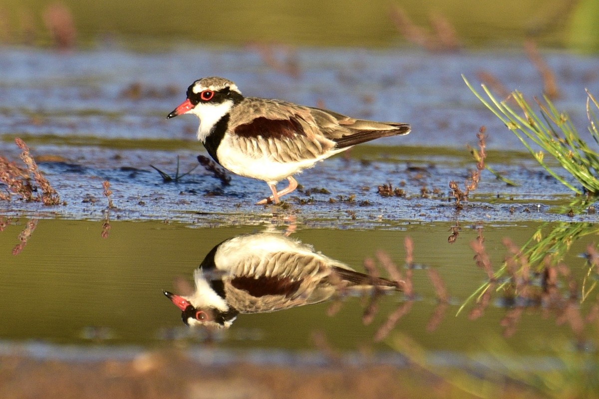 Black-fronted Dotterel - ML638639407