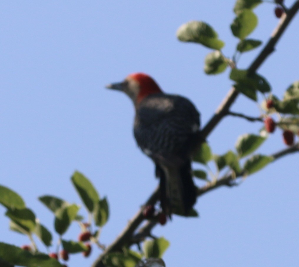 Red-bellied Woodpecker - ML638639408