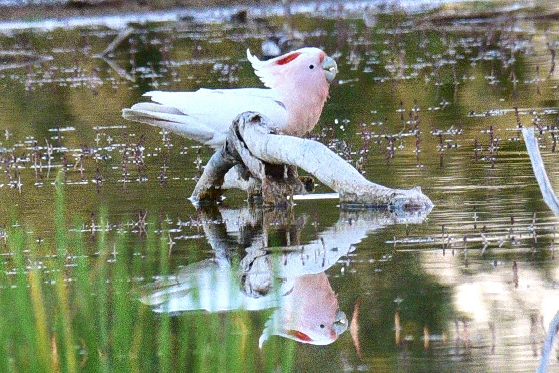 Pink Cockatoo - ML638639426