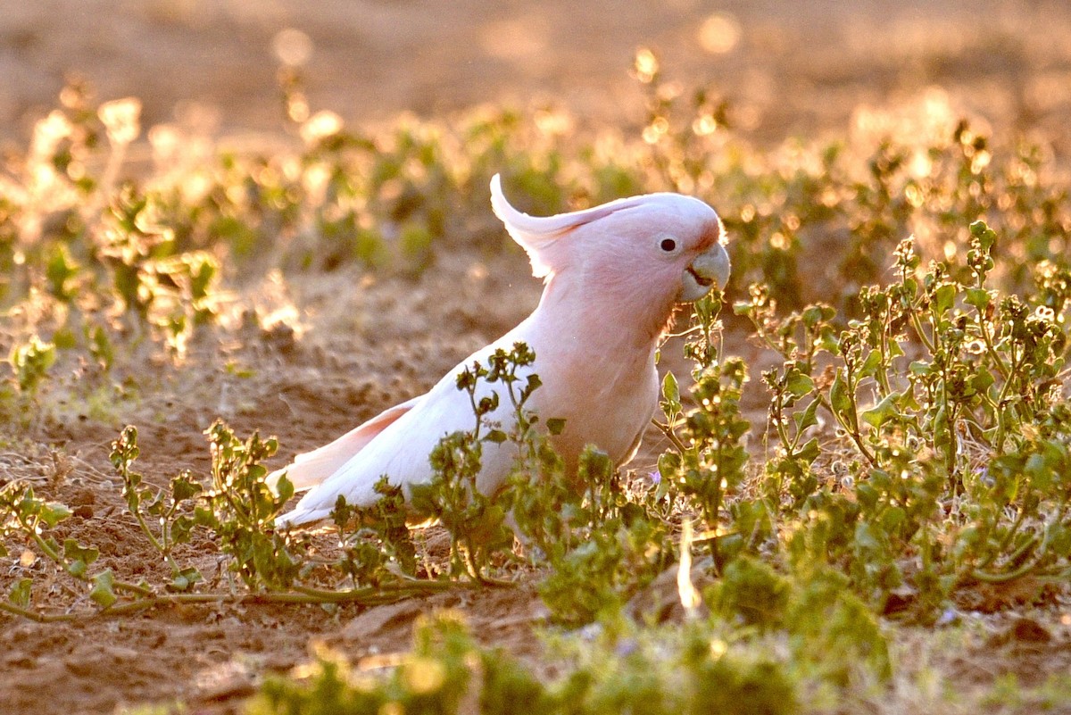 Pink Cockatoo - ML638639427