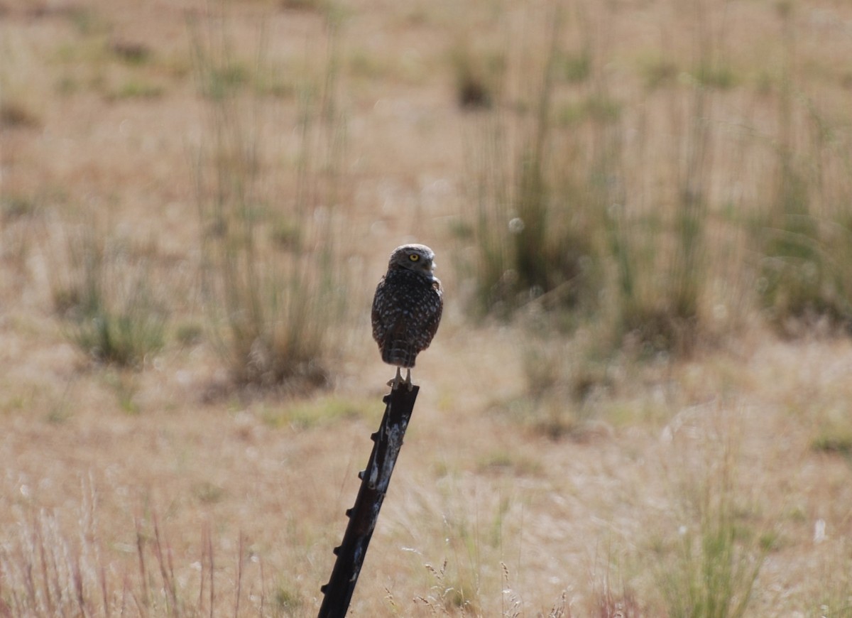Burrowing Owl - ML638639528