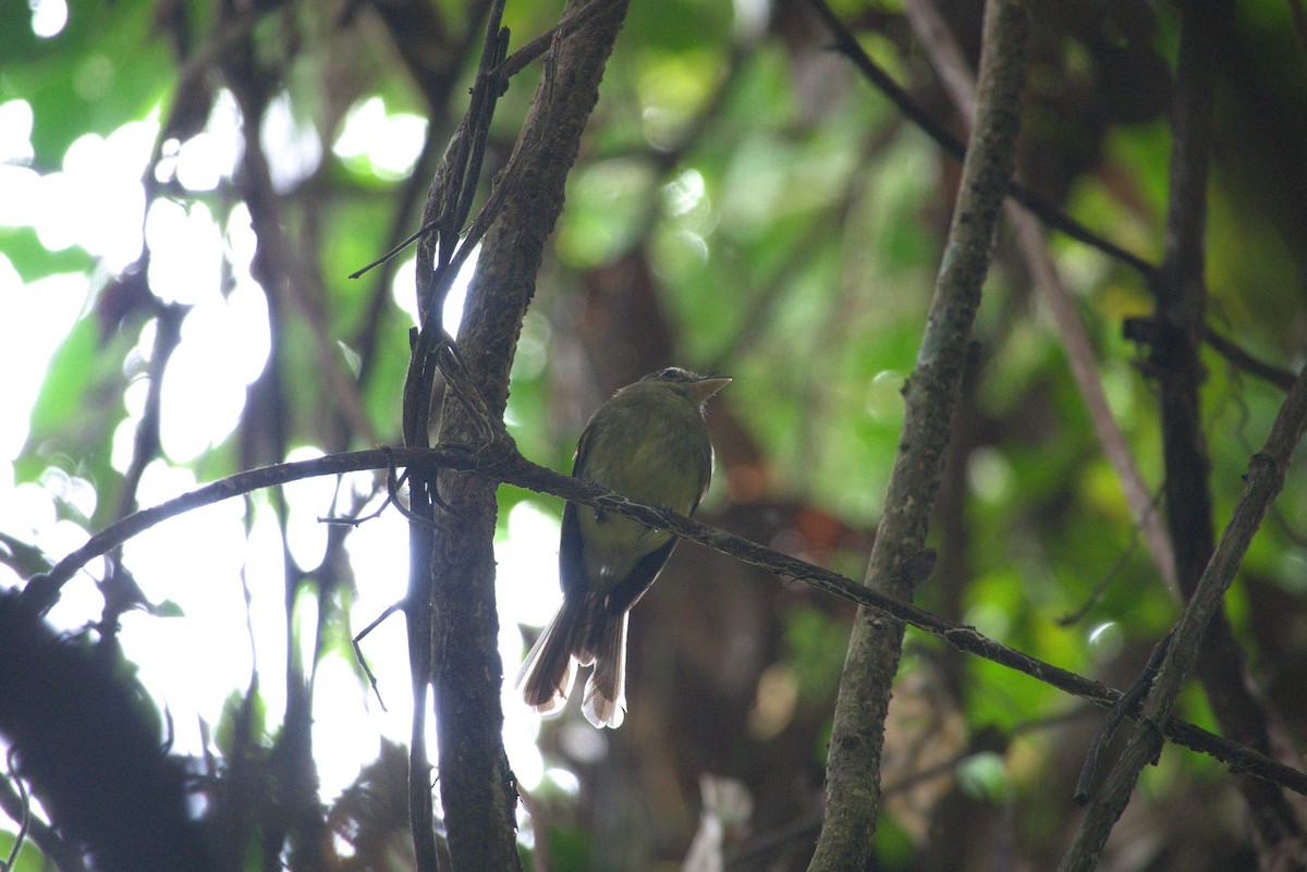 Euler's Flycatcher - ML638639678