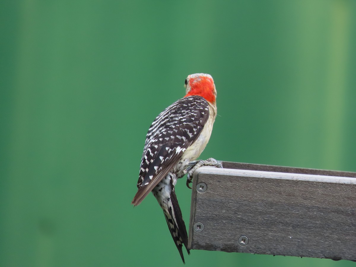 Red-bellied Woodpecker - ML638639713