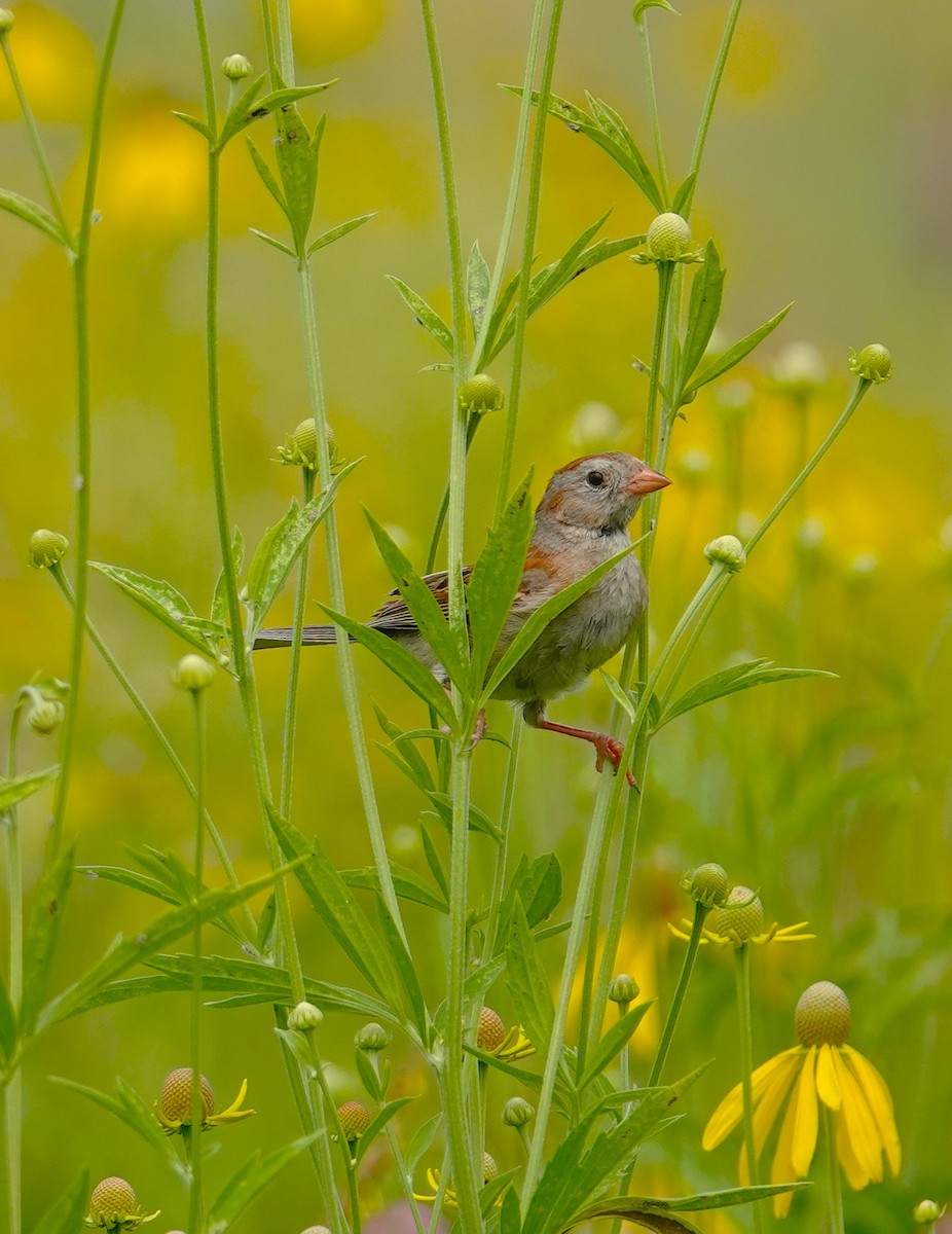 Field Sparrow - ML638639729