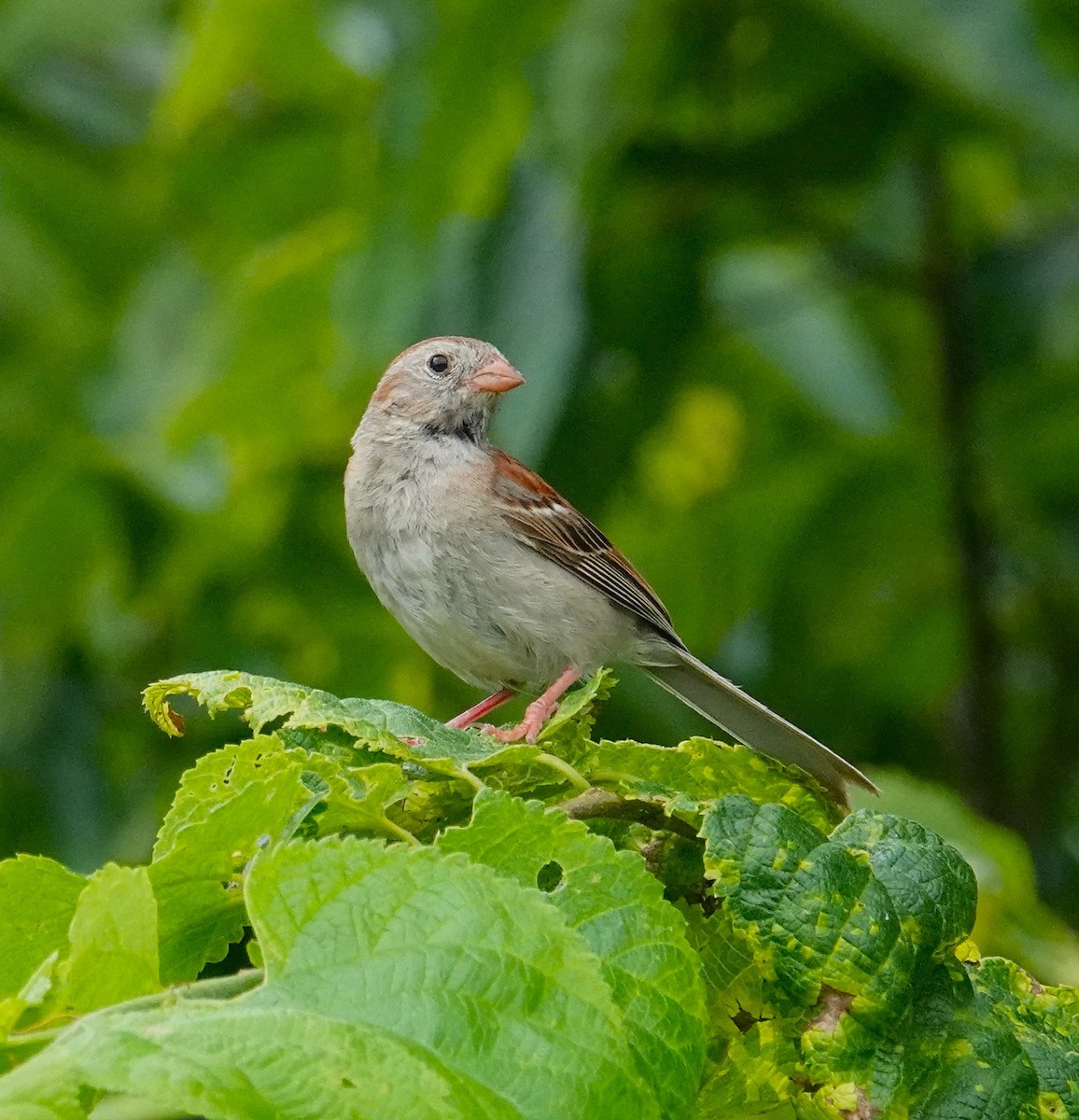 Field Sparrow - ML638639731