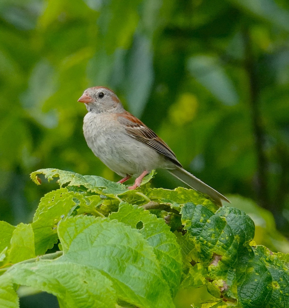 Field Sparrow - ML638639732