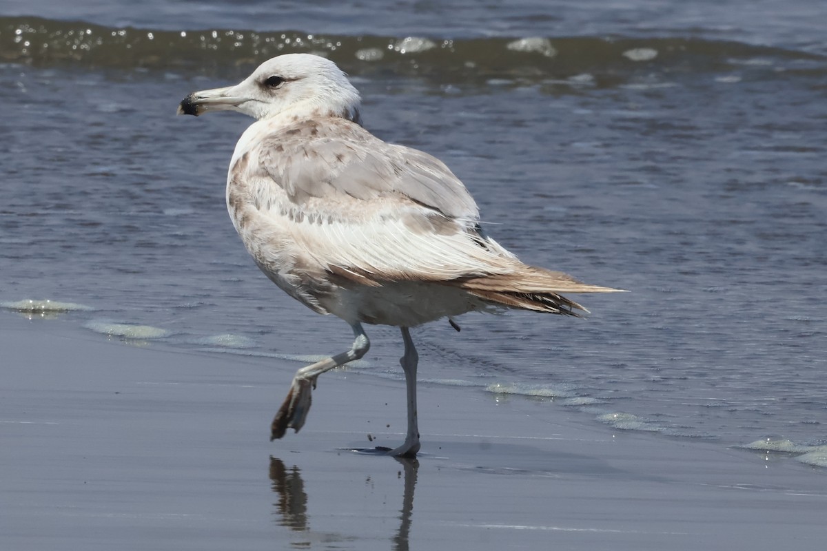 Калифорнийская чайка (albertaensis) - ML638639738