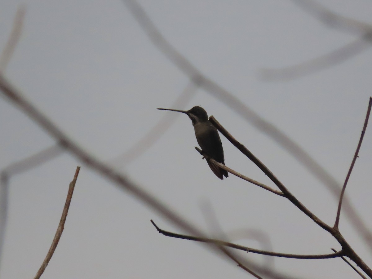 Long-billed Starthroat - ML638639812