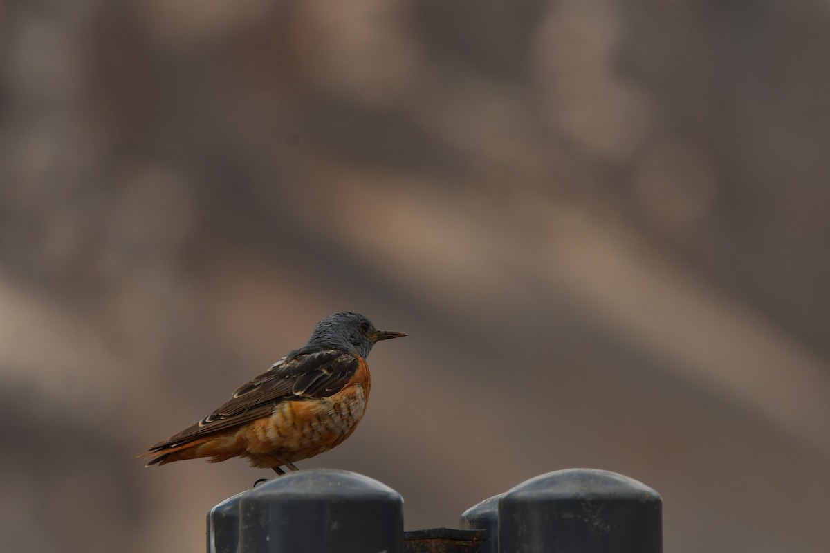 Rufous-tailed Rock-Thrush - ML638639841