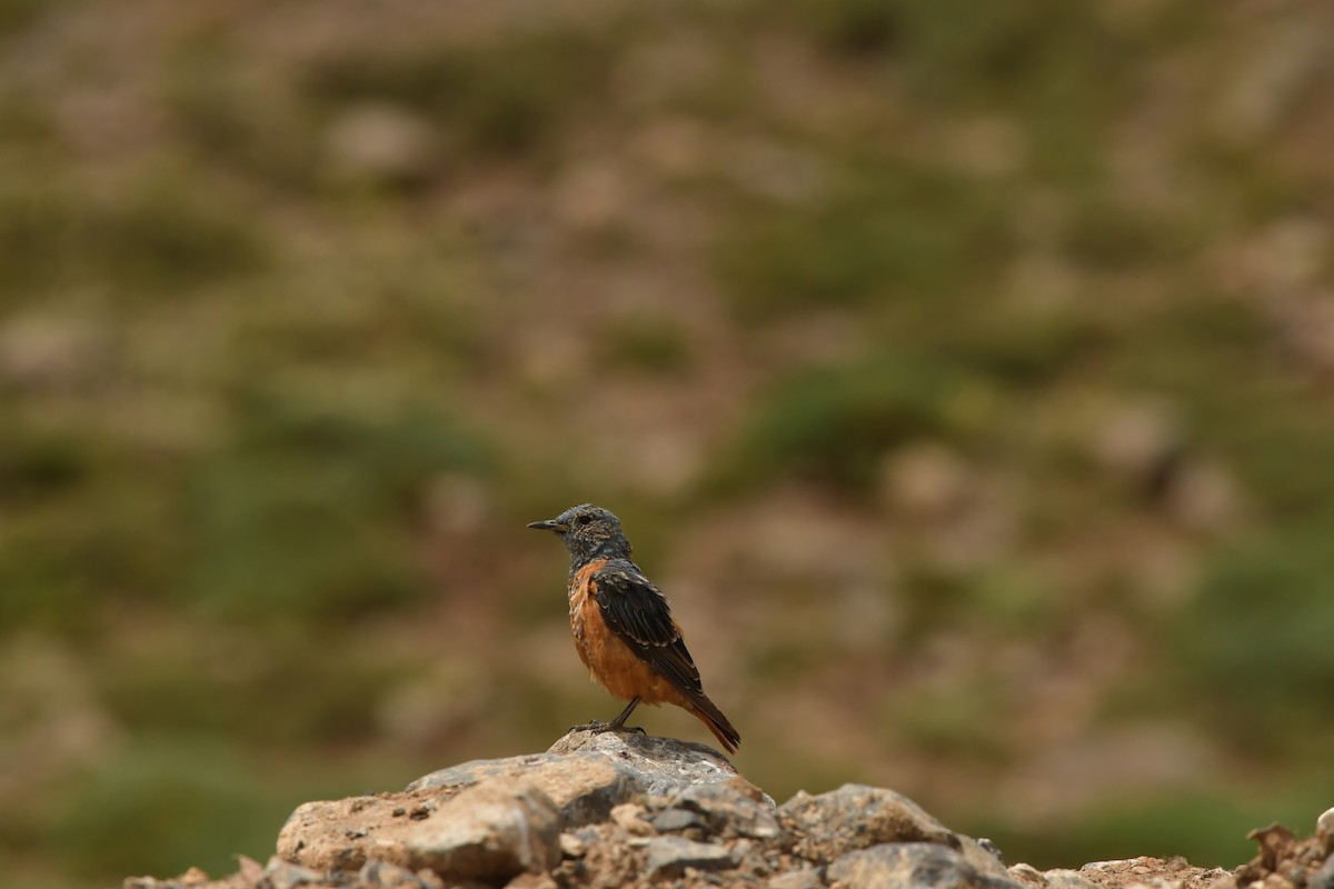 Rufous-tailed Rock-Thrush - ML638639843