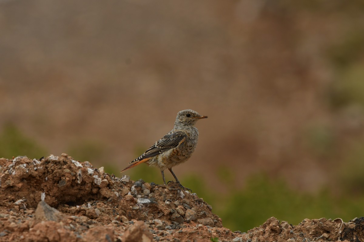 Rufous-tailed Rock-Thrush - ML638639844
