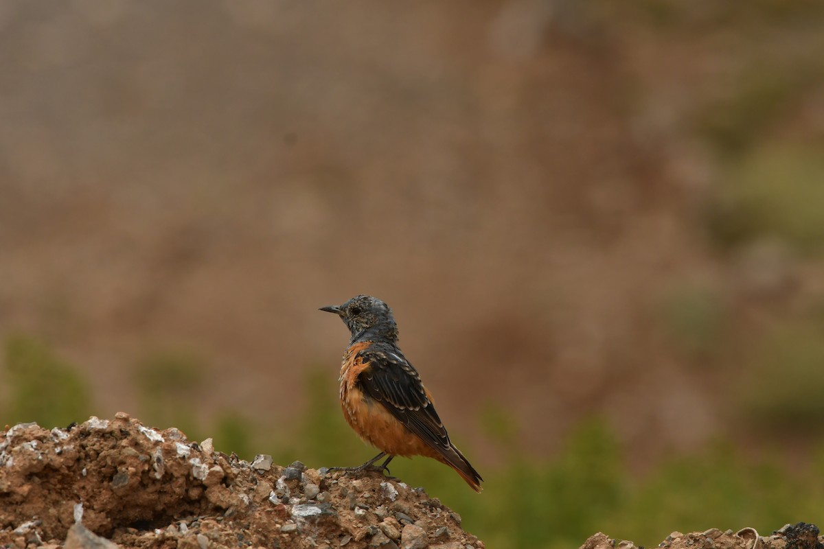 Rufous-tailed Rock-Thrush - ML638639845