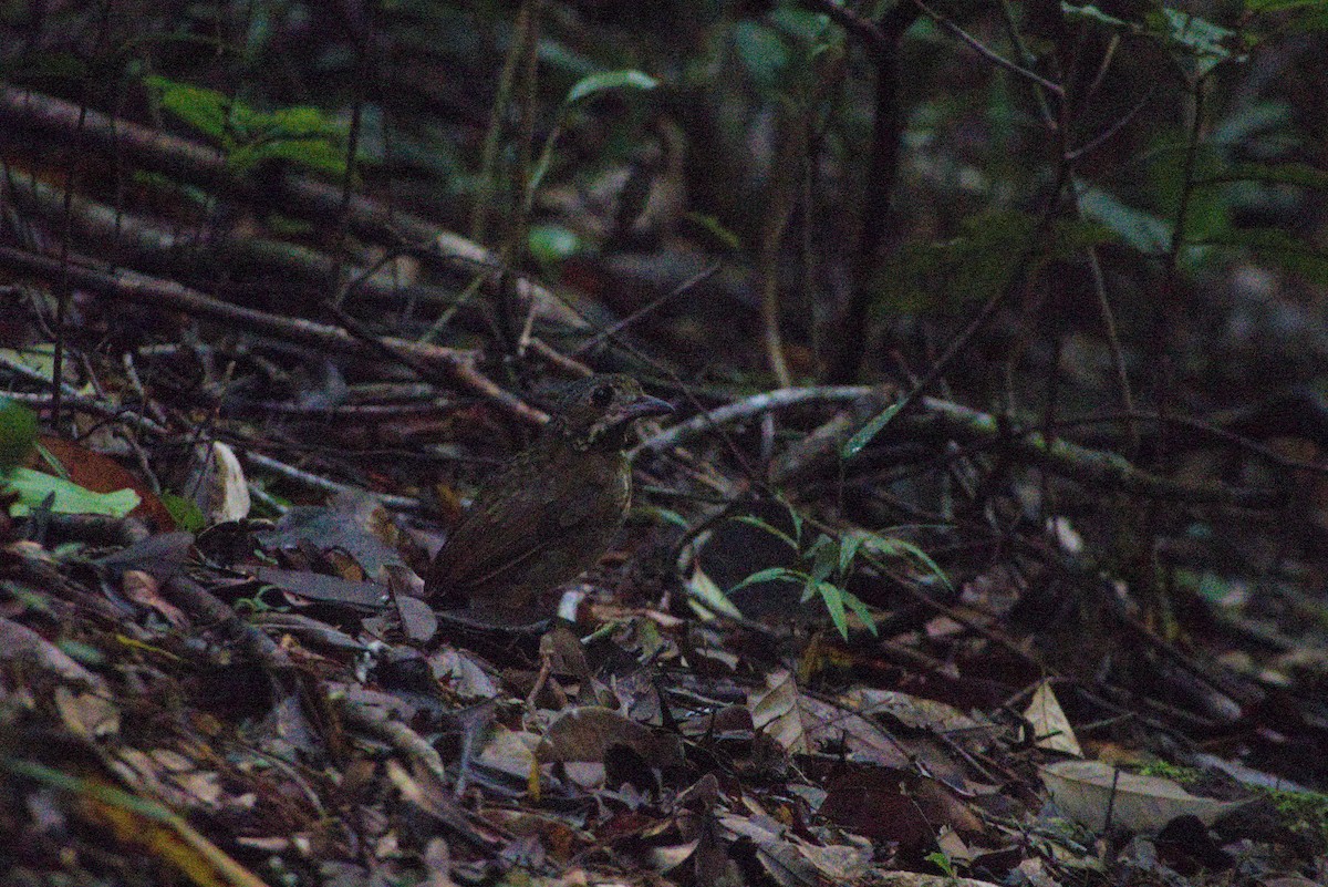 Variegated Antpitta - ML638639963