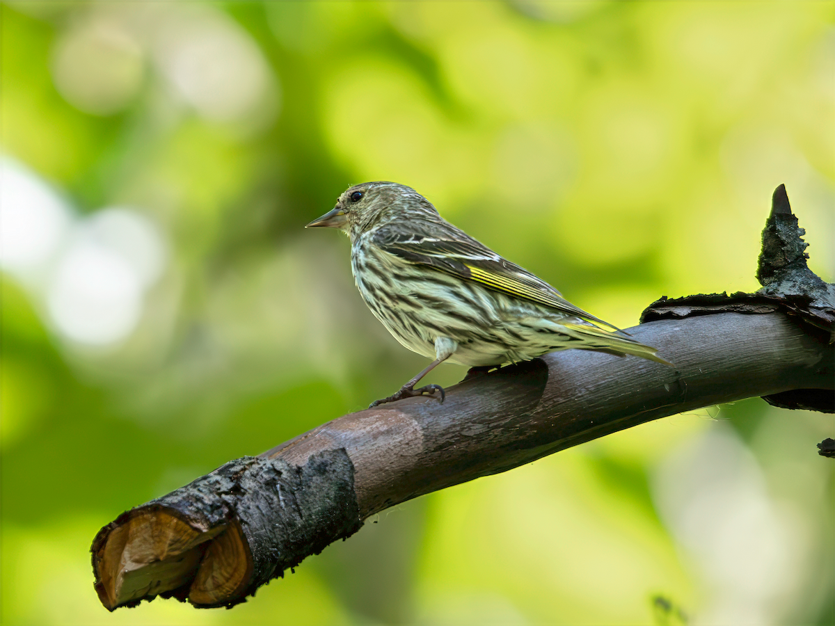 Pine Siskin - ML638640053