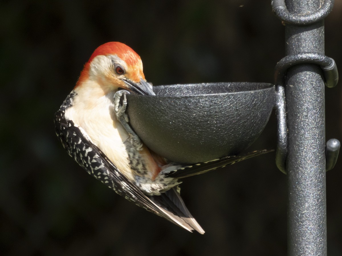 Red-bellied Woodpecker - ML638640119