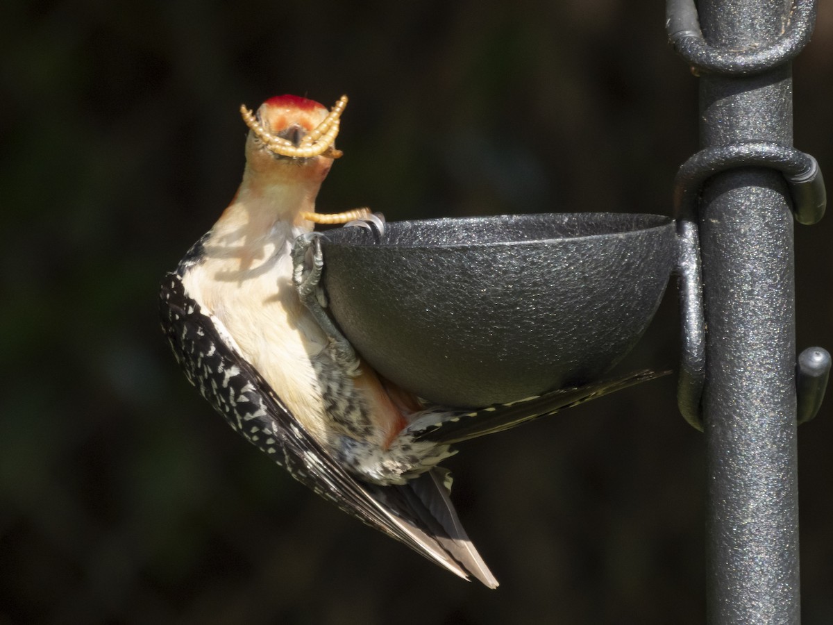 Red-bellied Woodpecker - ML638640121