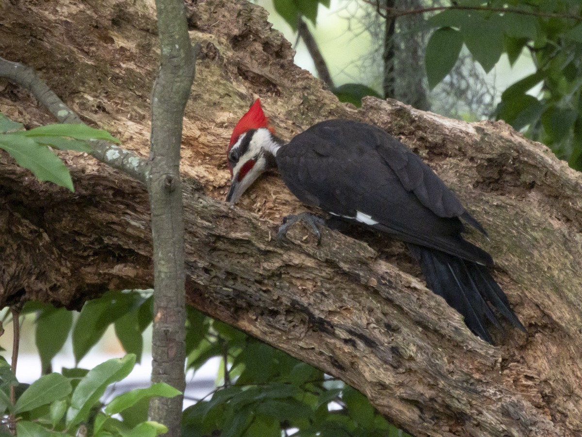 Pileated Woodpecker - ML638640127