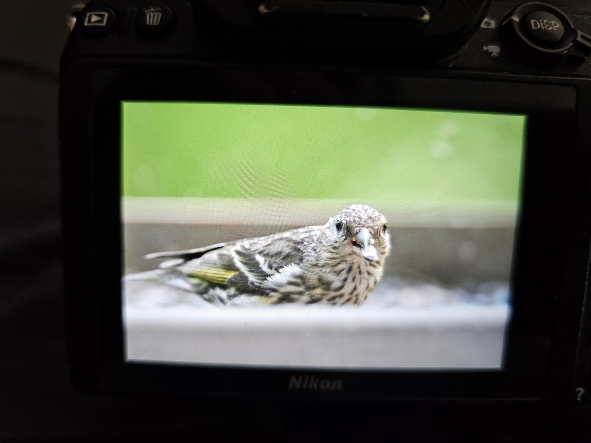 Pine Siskin - ML638640188