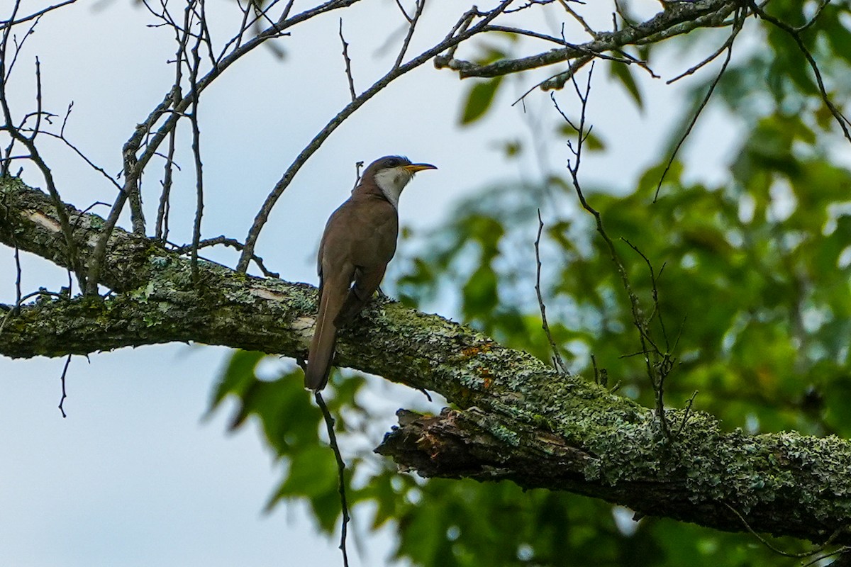 Yellow-billed Cuckoo - ML638640269