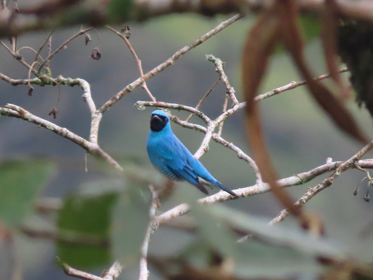 Swallow Tanager - ML638640273