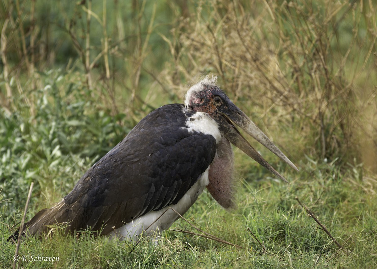 Marabou Stork - ML638640276