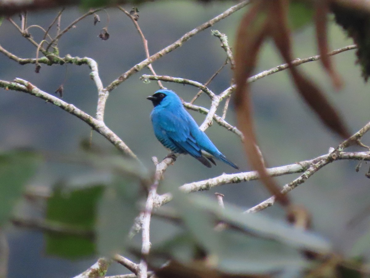 Swallow Tanager - ML638640278