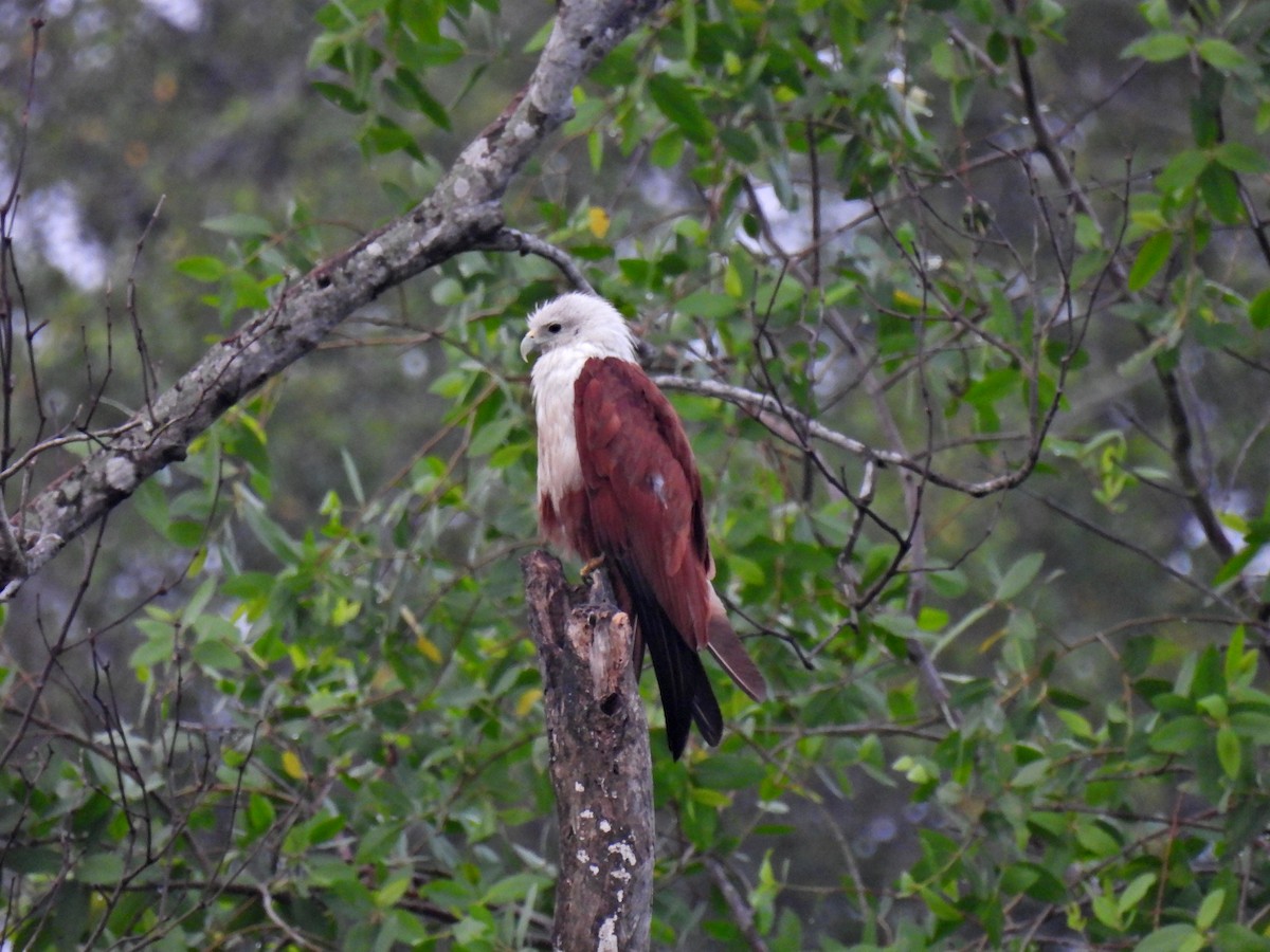 Brahminy Kite - ML638640289