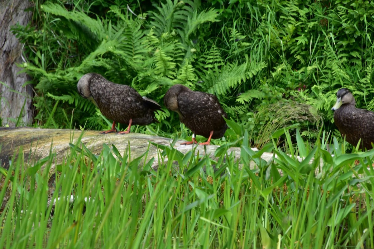 American Black Duck - ML638640321